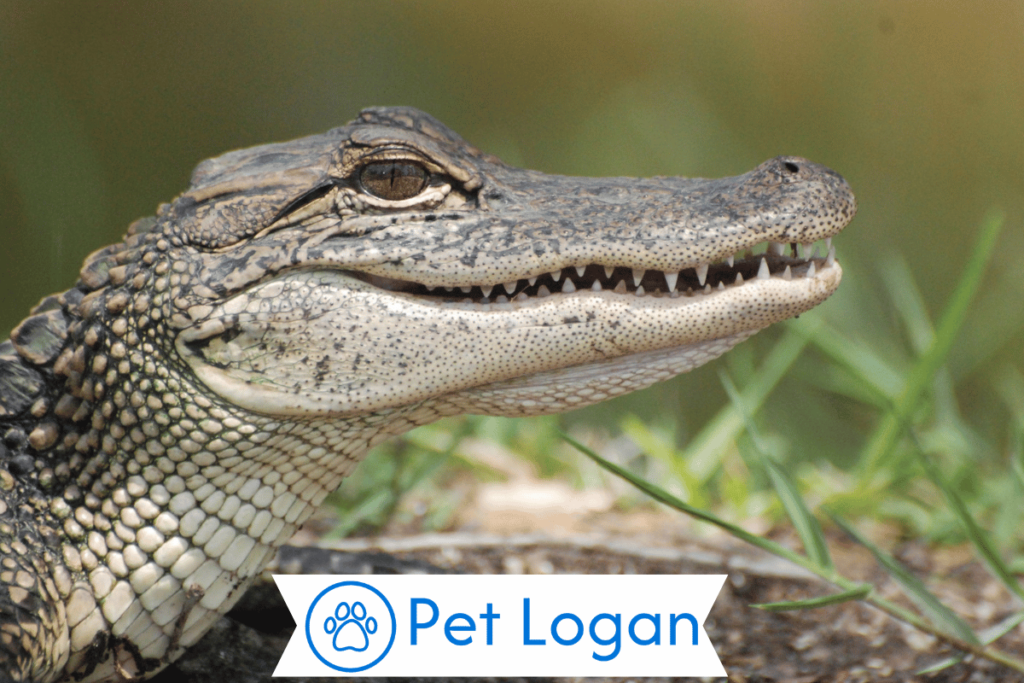 Cool Alligator Names