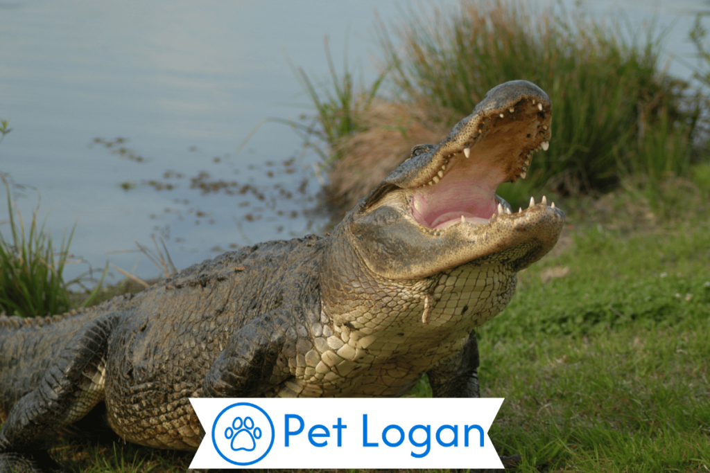 Funny Alligator Names