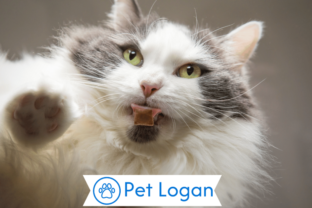 300+ Cool And Catchy Big Cat Names For Your Big Buddy 3 Female Big Cat