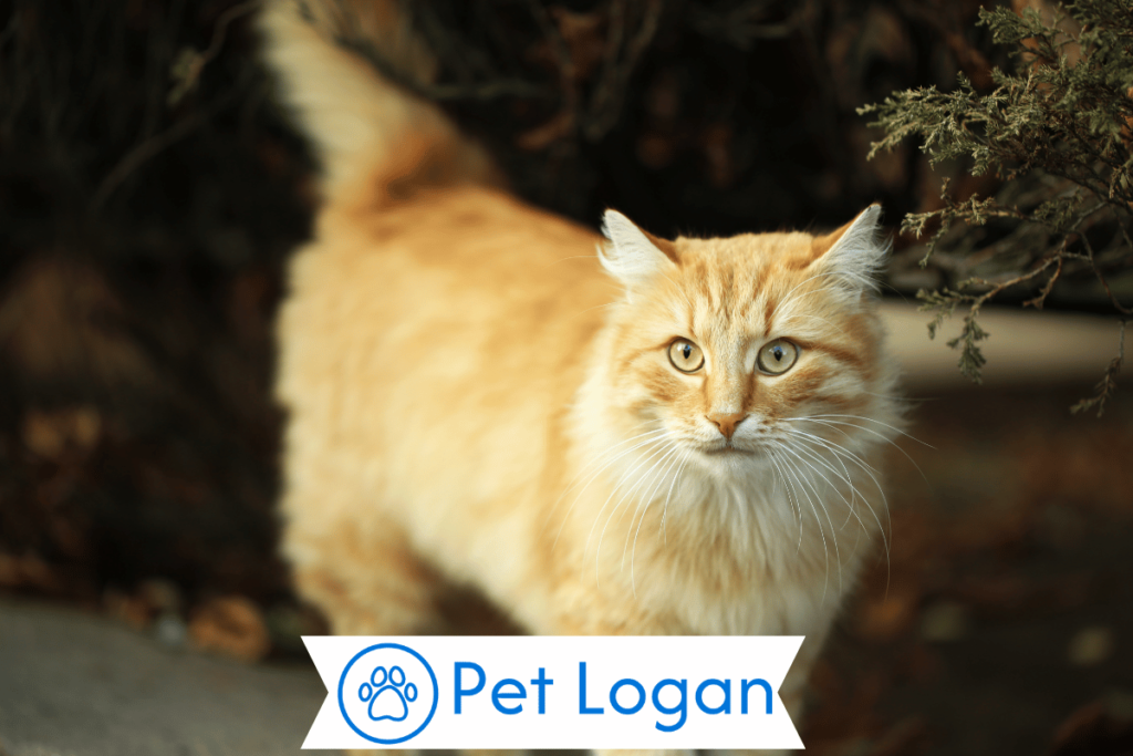 300+ Cool And Catchy Big Cat Names For Your Big Buddy 1 Cute Big Cat