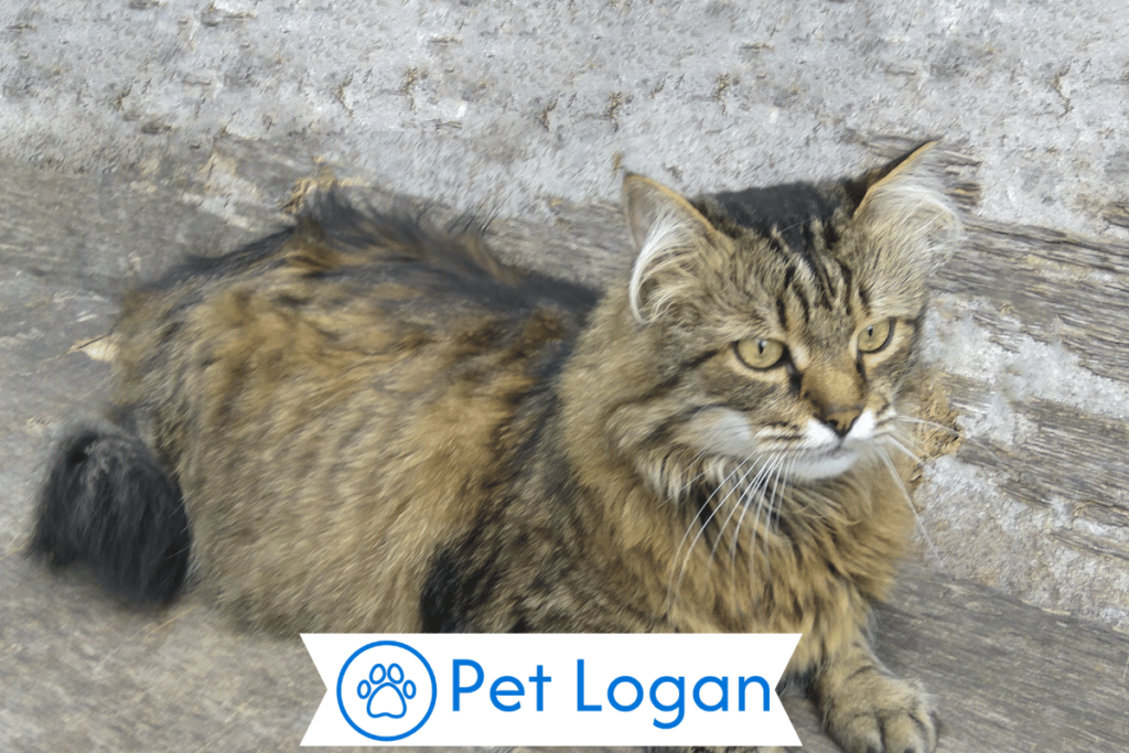 300+ Cool And Catchy Big Cat Names For Your Big Buddy 2 Unique Big Cat
