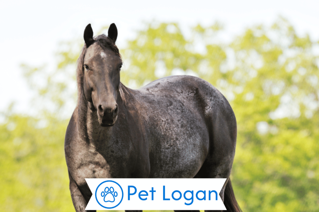 300+ Cool And Badass Big Horse Names For Your Equine Buddy 1 Cool Big Horse Names