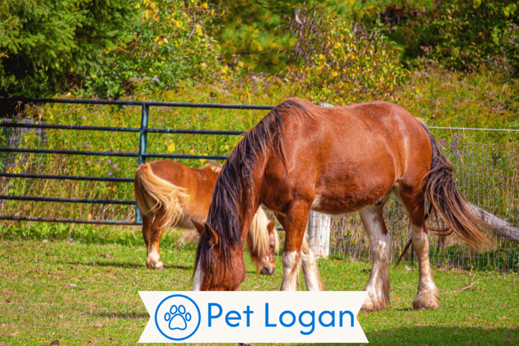 300+ Cool And Badass Big Horse Names For Your Equine Buddy 2 Unique Big Horse