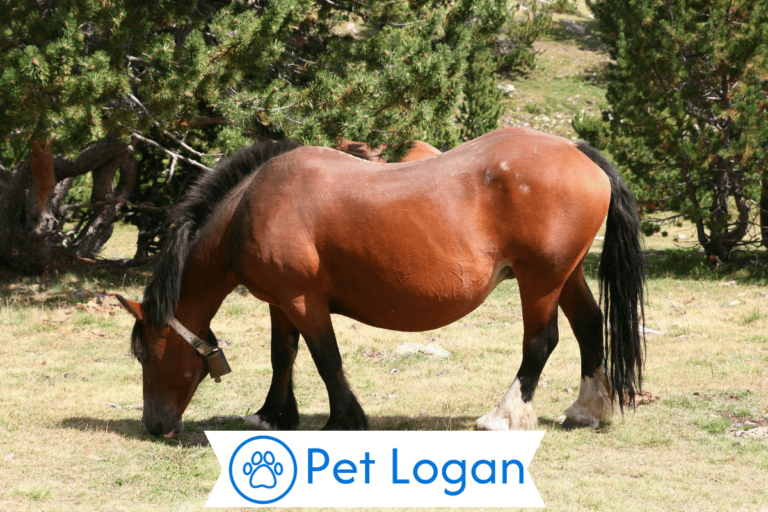 Big Horse Names