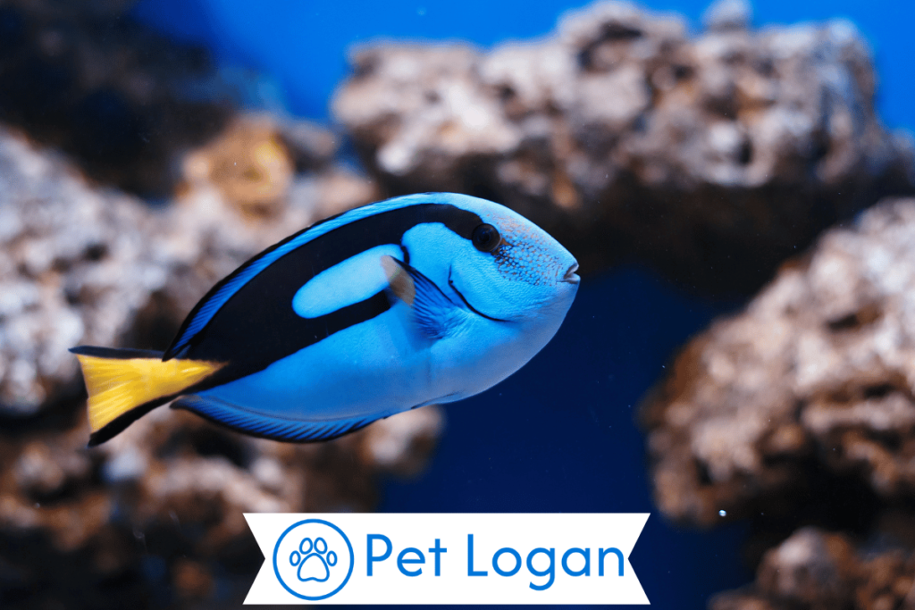 250+ Cool And Catchy Blue Fish Names For Your Blue Beauty 2 Unique Blue Fish