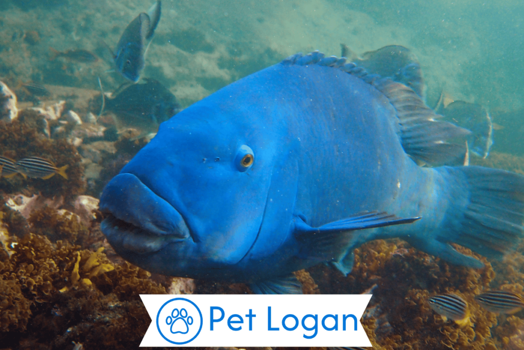 250+ Cool And Catchy Blue Fish Names For Your Blue Beauty 3 Male Blue Fish Names