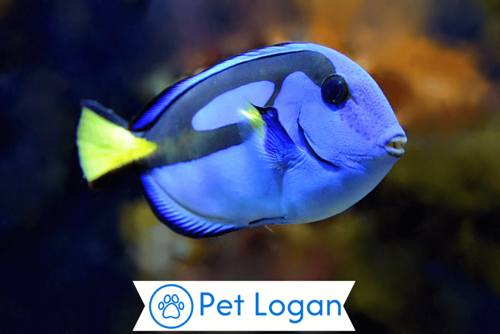 250+ Cool And Catchy Blue Fish Names For Your Blue Beauty 1 Cute Blue Fish
