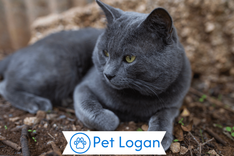 Blue Cat