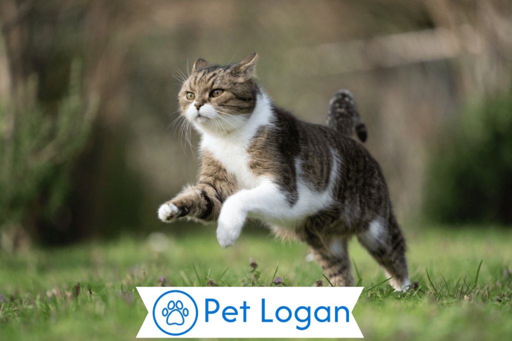 250+ Cool And Catchy British Cat Names For Your Cute Cat 1 Cute British Cat