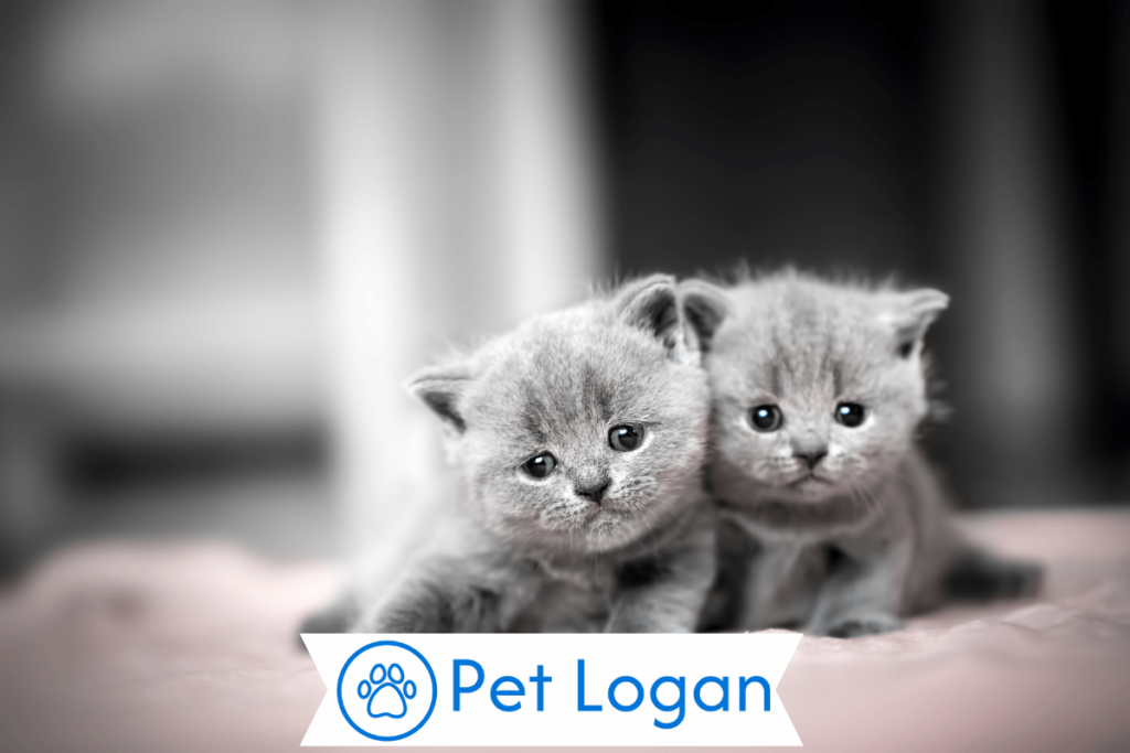 250+ Cool And Catchy British Cat Names For Your Cute Cat 2 Unique British Cat