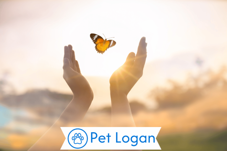 Butterfly Names