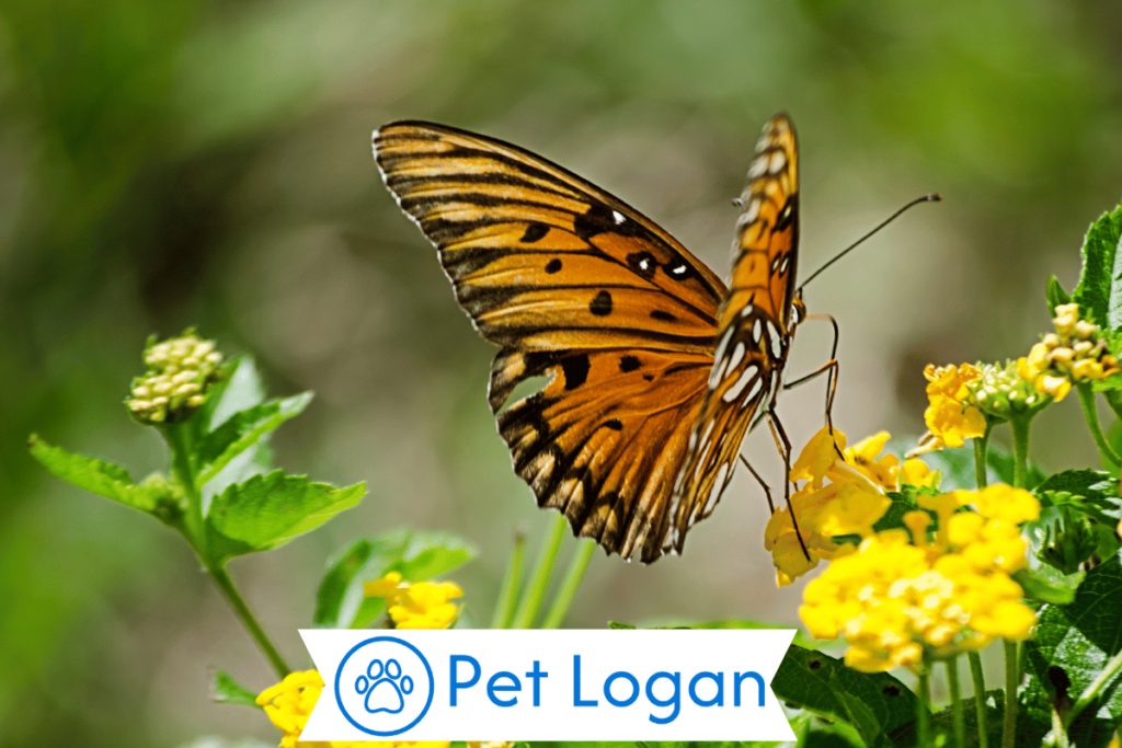 300+ Cute And Catchy Butterfly Names With Name Generator For Your Beautiful Buddy 2 Male Butterfly Names