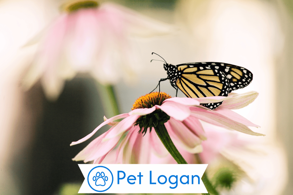 300+ Cute And Catchy Butterfly Names With Name Generator For Your Beautiful Buddy 1 Cute Butterfly Names