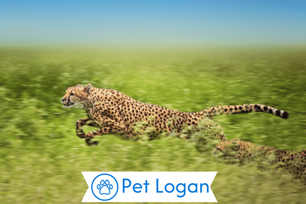 300+ Cool And Badass Cheetah Names With Name Generator For Your Speedy Buddy 2 Cool Cheetah Names