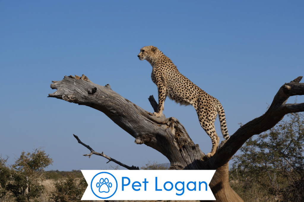300+ Cool And Badass Cheetah Names With Name Generator For Your Speedy Buddy 1 Funny Cheetah Names
