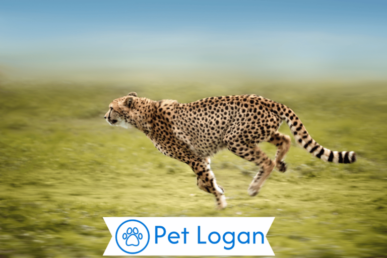 Cheetah Names