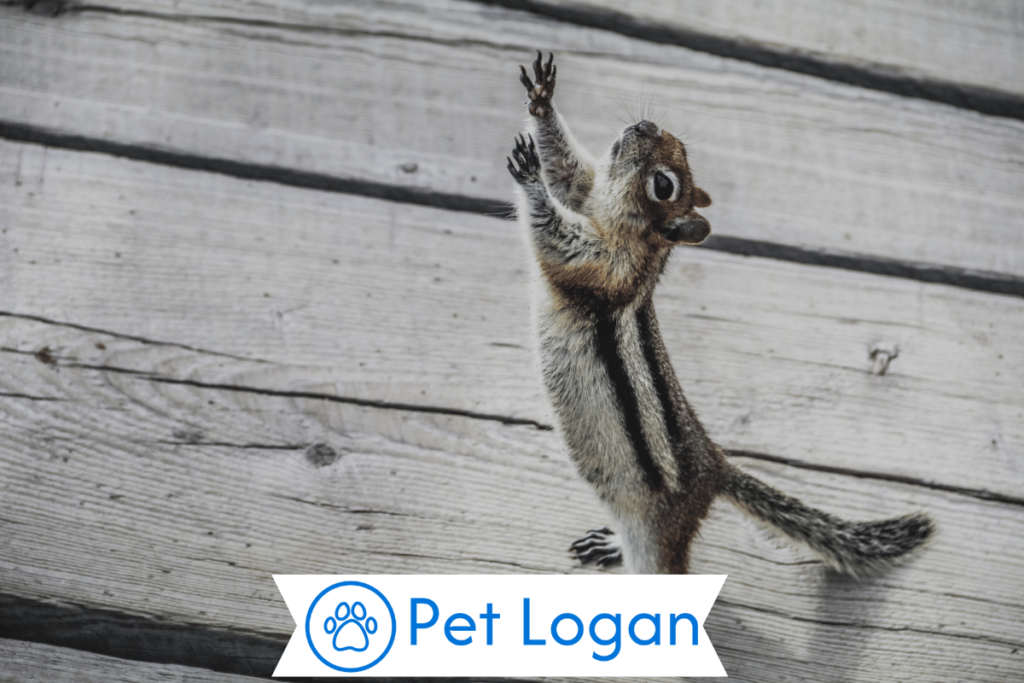 300+ Cute And Catchy Chipmunk Names With Name Generator For Your Cute Buddy 2 Unique Chipmunk Names