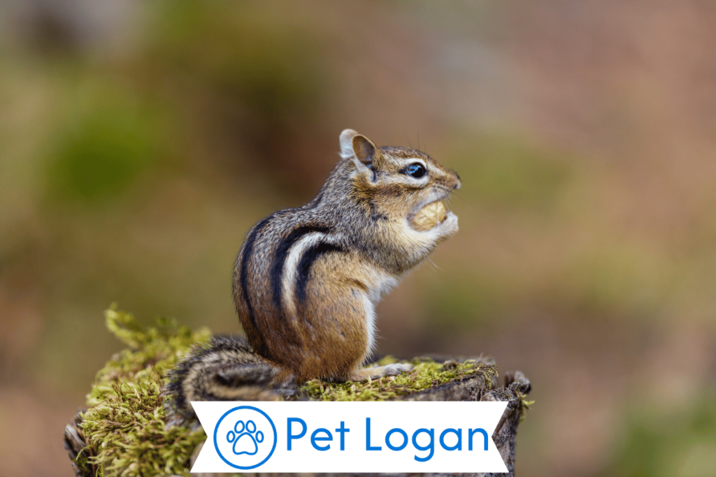 300+ Cute And Catchy Chipmunk Names With Name Generator For Your Cute Buddy 3 Female Chipmunk Names