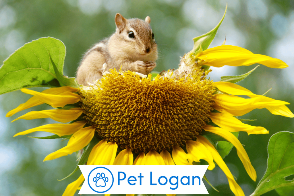 300+ Cute And Catchy Chipmunk Names With Name Generator For Your Cute Buddy 1 Cool Chipmunk Names