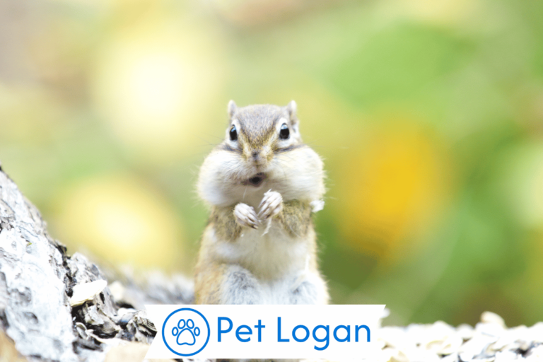 Chipmunk Names