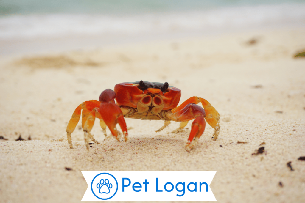 300+ Cool And Funny Crab Names For Your Badass Buddy 3 Male Crab Names