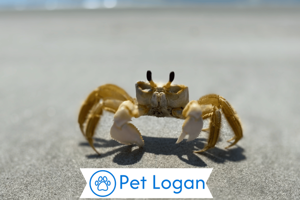 300+ Cool And Funny Crab Names For Your Badass Buddy 2 Unique Crab Names