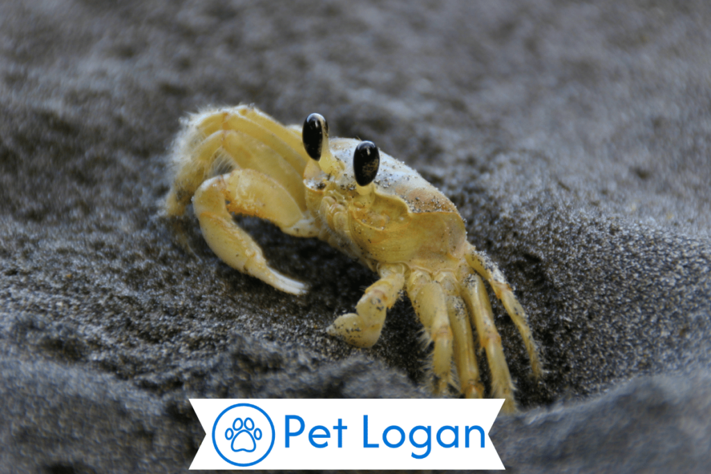 300+ Cool And Funny Crab Names For Your Badass Buddy 1 Cute Crab Names