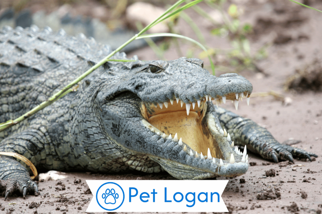 300+ Cool And Catchy Crocodile Names For Your Scaly Buddy 2 Unique Crocodile Names
