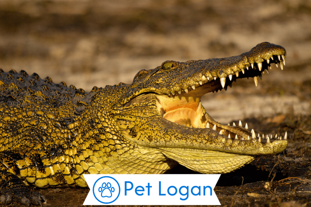 300+ Cool And Catchy Crocodile Names For Your Scaly Buddy 1 Cool Crocodile names