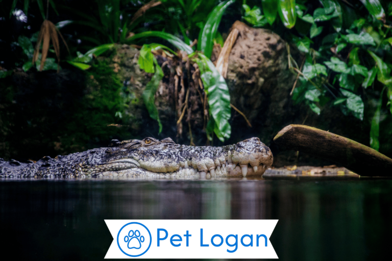 Crocodile Names