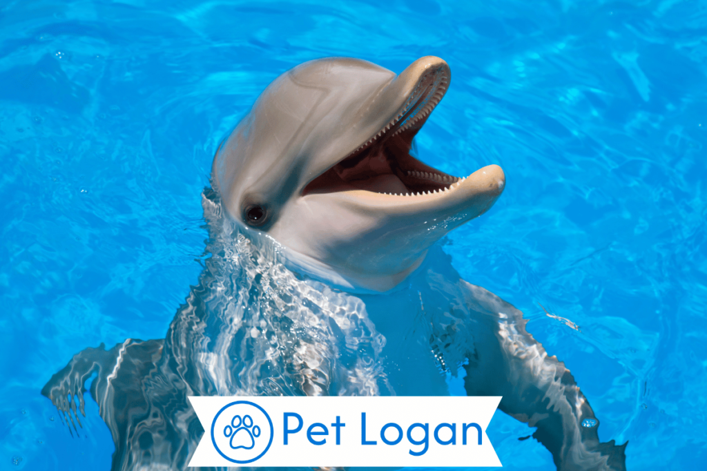 300+ Cute And Catchy Dolphin Names For Your Cute Buddy 2 Unique Dolphin Names