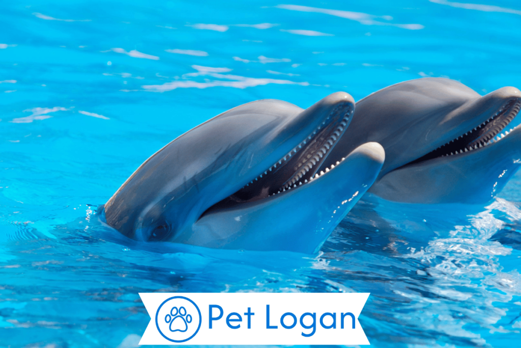 300+ Cute And Catchy Dolphin Names For Your Cute Buddy 1 Cute Dolphin Names