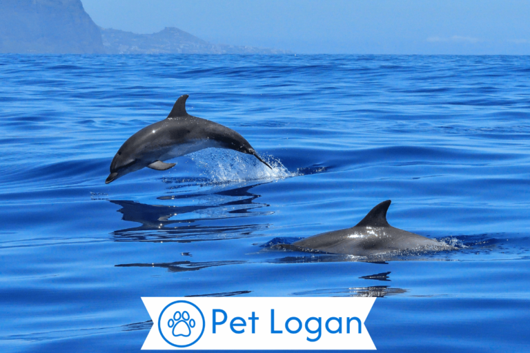 Dolphin Names