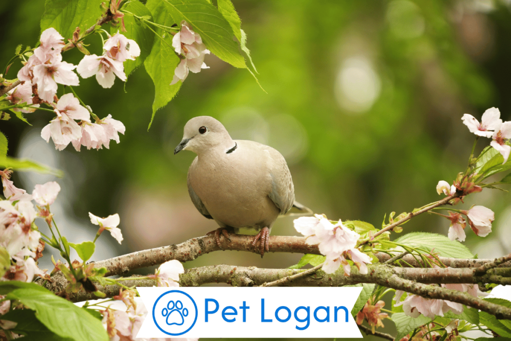 Unique Dove Names