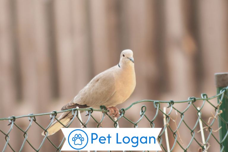 Dove Names