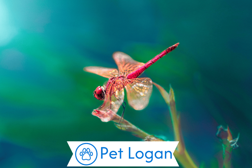 300+ Cute And Catchy Dragonfly Names With Name Generator For Your Little Buddy 1 Cute Dragonfly Names