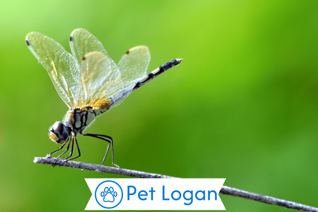 300+ Cute And Catchy Dragonfly Names With Name Generator For Your Little Buddy 2 Unique Dragonfly