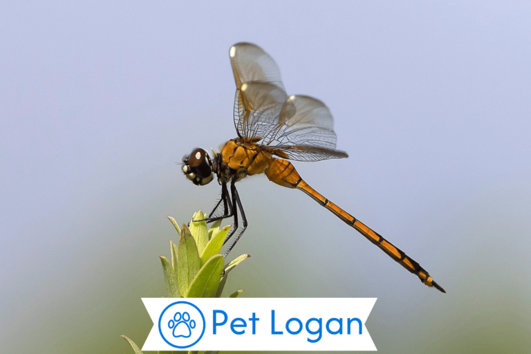 300+ Cute And Catchy Dragonfly Names With Name Generator For Your Little Buddy 1 Dragonfly Names
