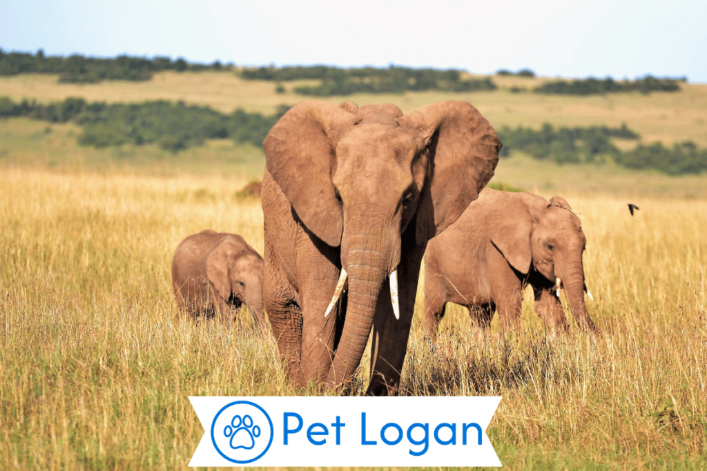 200+ Cool And Catchy Elephant Names With Name Generator For Your Big Buddy 1 Funny Elephant Names