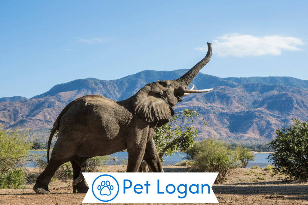 200+ Cool And Catchy Elephant Names With Name Generator For Your Big Buddy 2 Cool Elephant Names