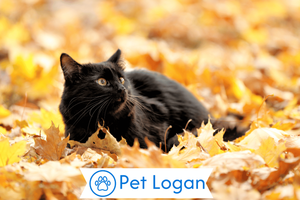 300+ Cute And Catchy Fall Cat Names For Your Rusty Kitten 3 Female Fall Cat