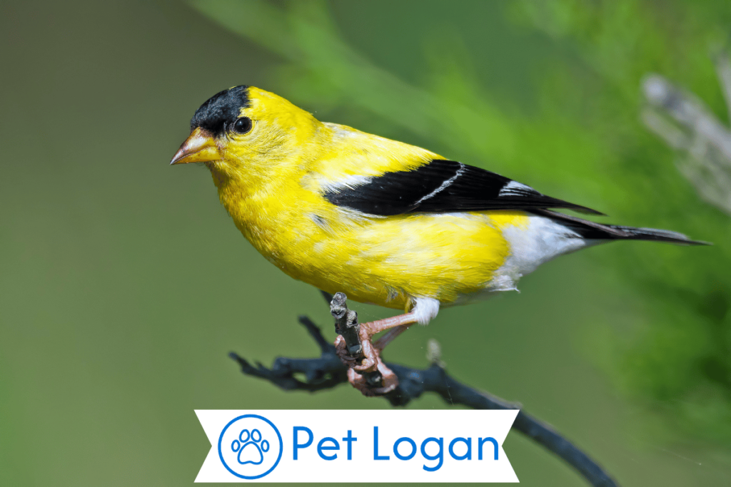 300+ Cute And Catchy Finch Names With Name Generator For Your Colorful Pet 2 Unique Finch Names