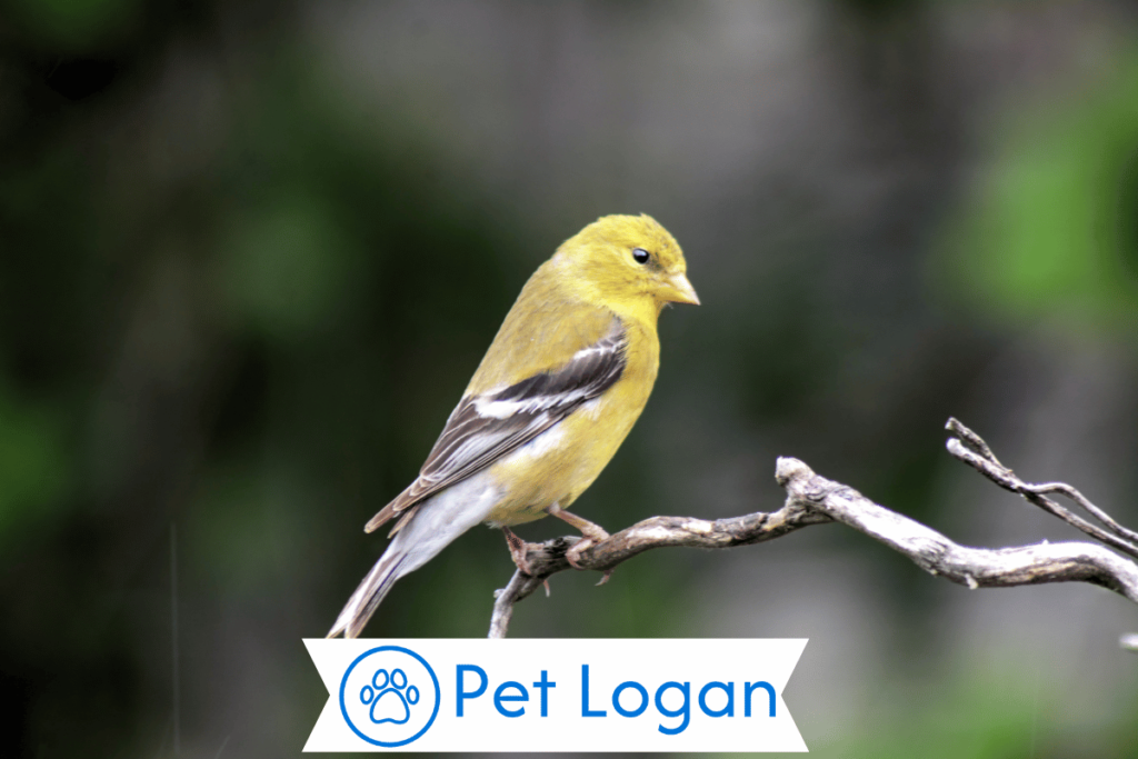 300+ Cute And Catchy Finch Names With Name Generator For Your Colorful Pet 1 Cute Finch