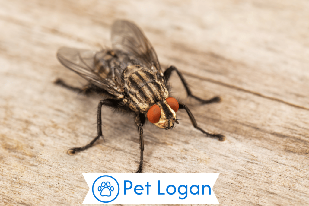 300+ Cute And Funny Fly Names For Your Buzzing Buddy 3 Female Fly Names