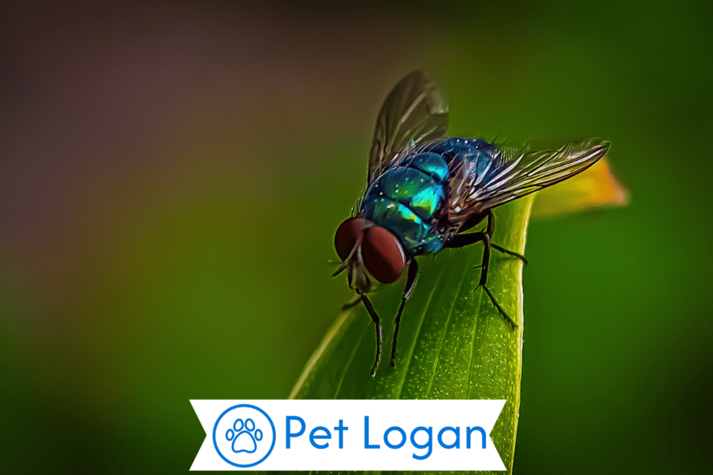300+ Cute And Funny Fly Names For Your Buzzing Buddy 2 Unique Fly Names