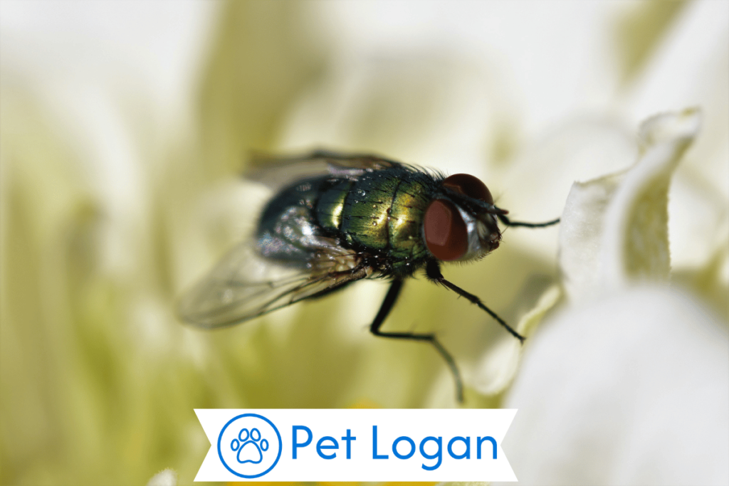 300+ Cute And Funny Fly Names For Your Buzzing Buddy 1 Cute Fly Names