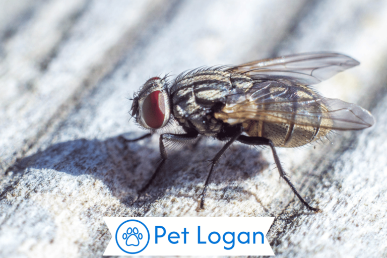 Fly Names