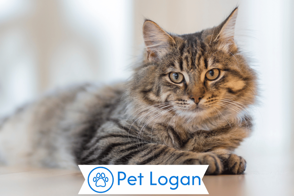 250+ Cool And Catchy Gangster Cat Names For Your Badass Cat 1 Cute Gangster Cat Names