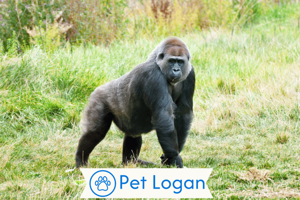 300+ Cute And Funny Gorilla Names With Name Generator For Your Big G 2 Cool Gorilla Names