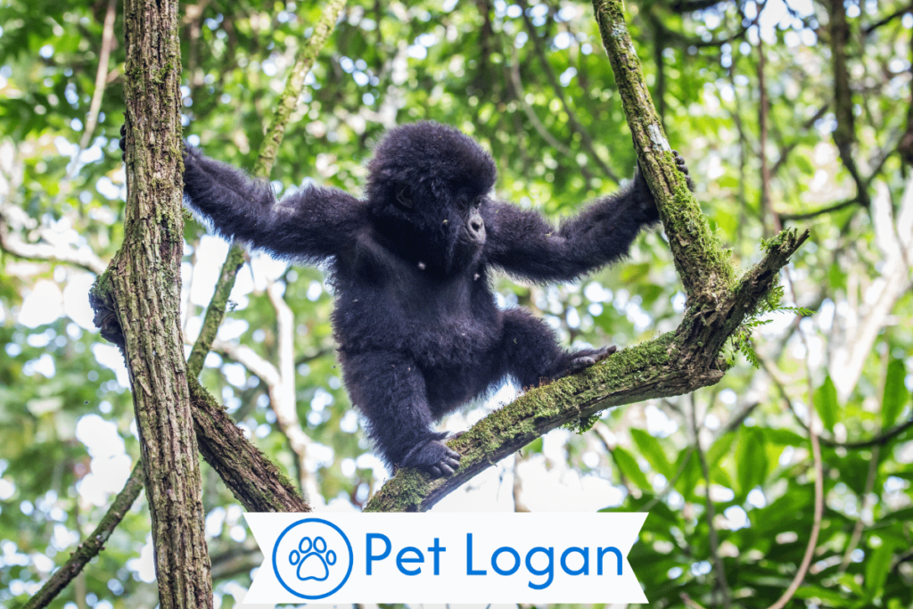300+ Cute And Funny Gorilla Names With Name Generator For Your Big G 1 Funny Gorilla